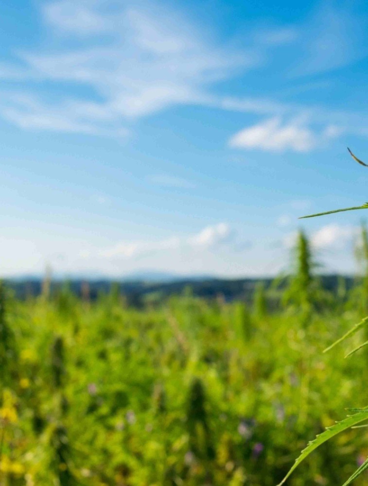 Blue Skies and Upsides v2